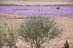 مزرعه گل زعفران آموزشکده کشاورزی از نگاه تصویر