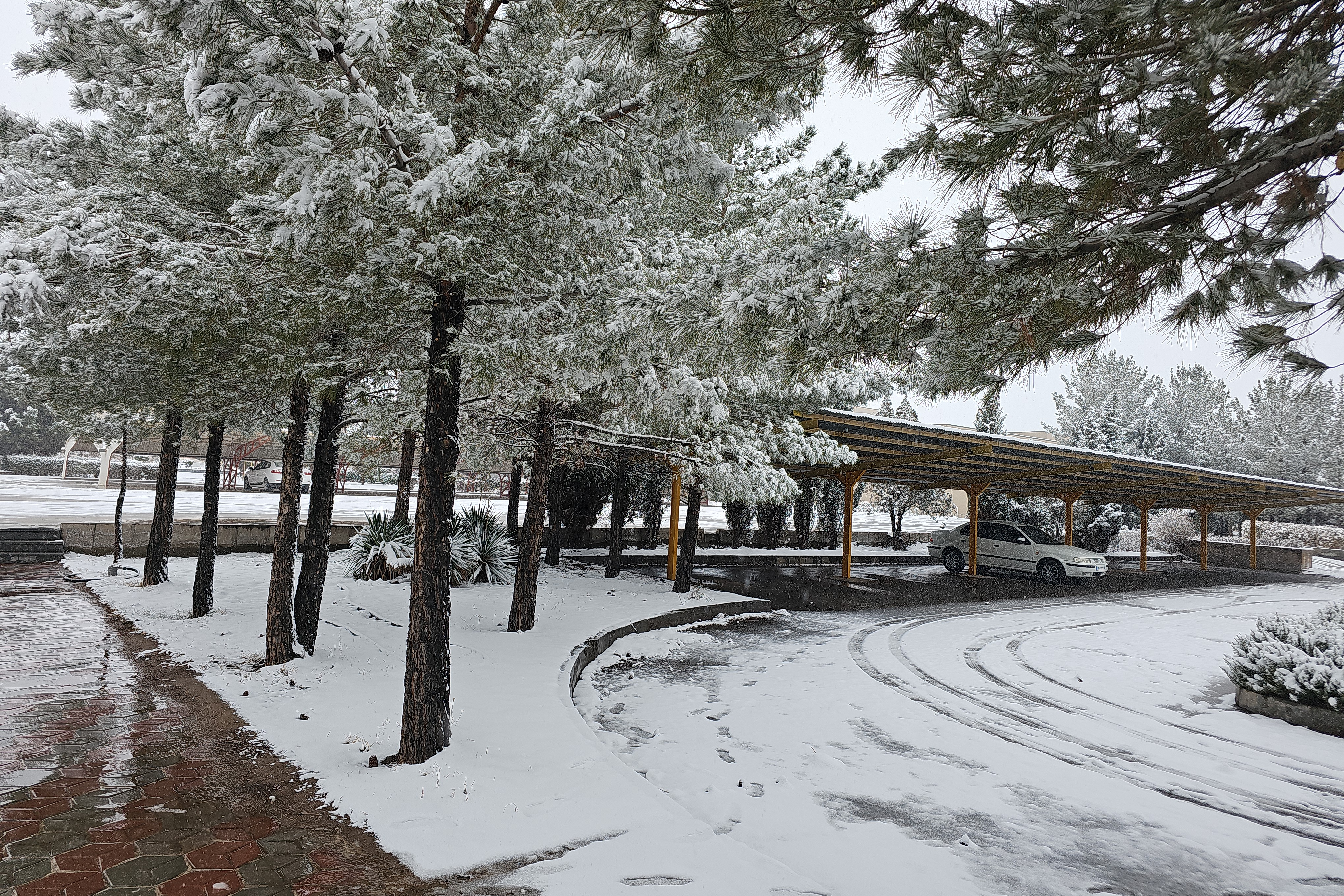 جلوه روز برفی در پردیس کشاورزی، منابع طبیعی و محیط زیست (1 بهمن 1404)