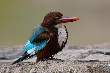 ماهی خورک سینه سفید