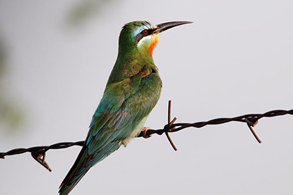 زنبورخوار گلوخرمایی