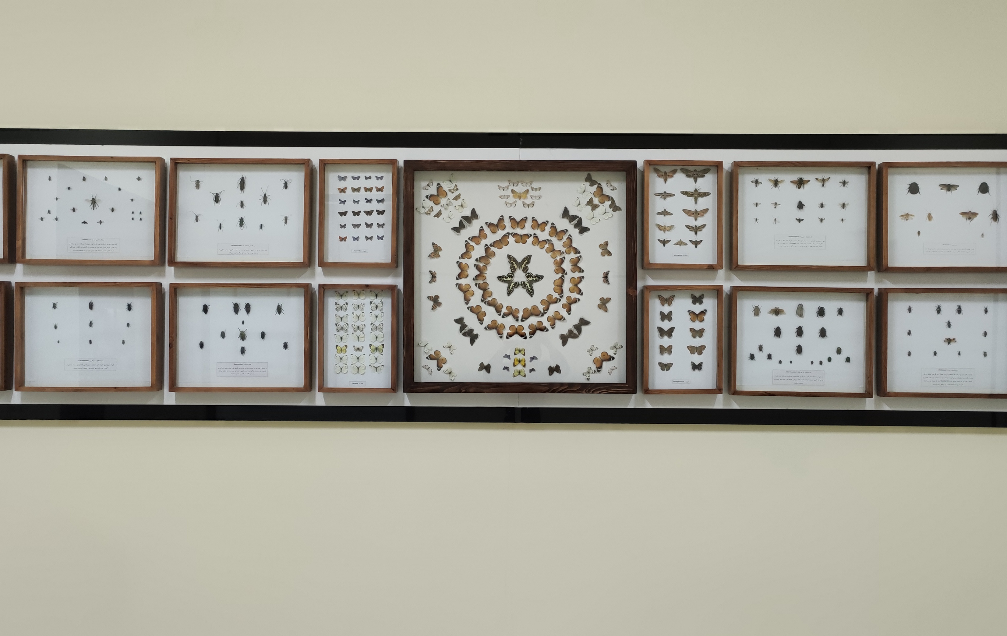 راه‌اندازی بخش حشرات موزه و مرکز اسناد و مفاخر دانشگاه بیرجند