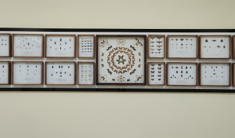 راه‌اندازی بخش حشرات موزه و مرکز اسناد و مفاخر دانشگاه بیرجند