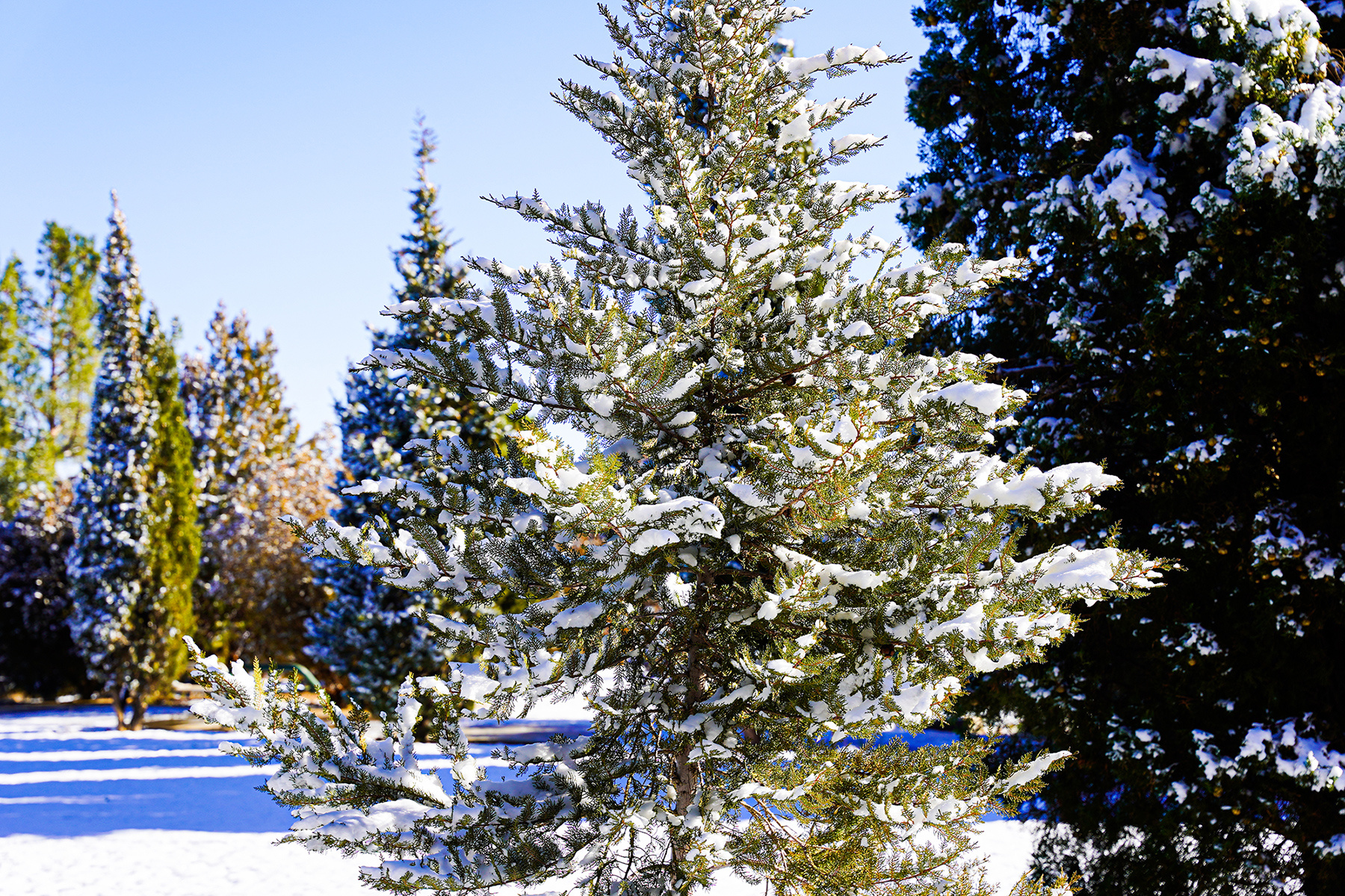 عکس: حسین سبزه‌بان
