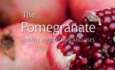 ‏چاپ کتاب ‏The Pomegranate, Production and Uses