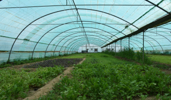 آغاز برداشت محصولات تولیدی گلخانه های آموزشکده کشاورزی سرایان