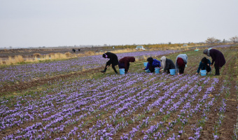 برداشت زعفران