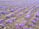 آغاز برداشت گل زعفران از مزارع آموزشکده کشاورزی سرایان