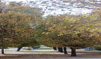 دانشکده علوم، پردیس علوم پایه، دانشگاه بیرجند