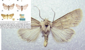 University of Birjand Faculty Member Discovers and Names New Insect Species Globally