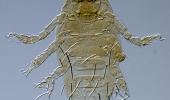University of Birjand Faculty Member Discovers and Names Four New Mite Species Internationally